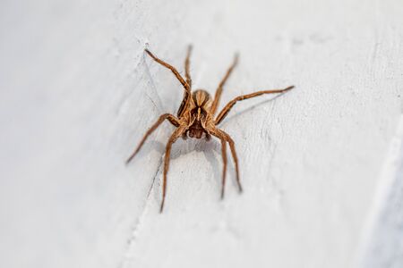 a macro shot of a brown spider sitting on a white wallの写真素材