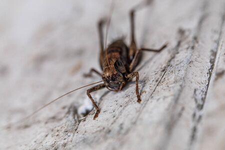 a macro shot of a brown grasshopper sitting on a white wallの写真素材