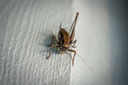 a macro shot of a brown grasshopper sitting on a white wallの写真素材