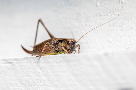 a macro shot of a brown grasshopper sitting on a white wallの写真素材