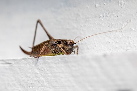 a macro shot of a brown grasshopper sitting on a white wallの写真素材