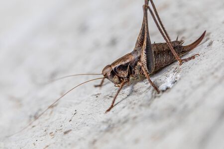 a macro shot of a brown grasshopper sitting on a white wallの写真素材