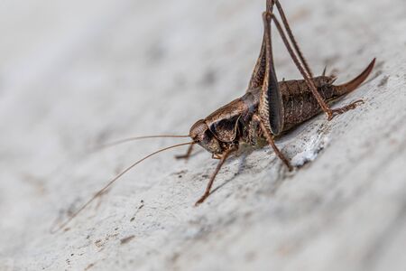 a macro shot of a brown grasshopper sitting on a white wallの写真素材
