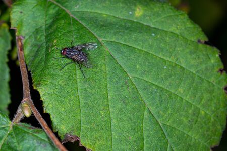 a macro image of a housefly sitting on a green leafの写真素材