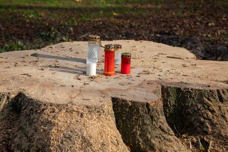 grave candles were placed on a freshly sawn off tree stumpの写真素材