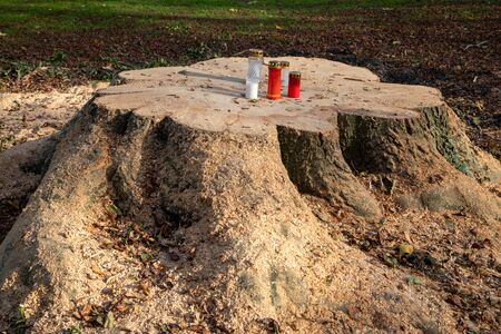 grave candles were placed on a freshly sawn off tree stumpの写真素材