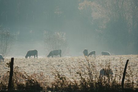 some cows standing on a pasture in the frost on a foggy morningの写真素材