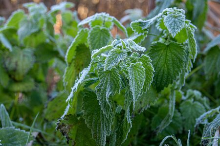 Green grass and plants are white frost coveredの写真素材