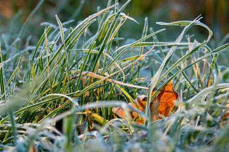 Green grass and plants are white frost coveredの写真素材