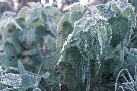 Green grass and plants are white frost coveredの写真素材
