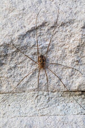 a close-up of a large weaver's spider sitting on a white exterior wall of a houseの写真素材