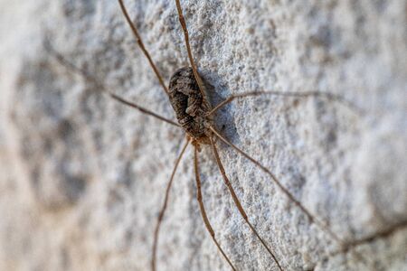 a close-up of a large weaver's spider sitting on a white exterior wall of a houseの写真素材