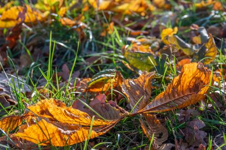 colourful foliage lies at the roadside next to a bench in autumnの写真素材