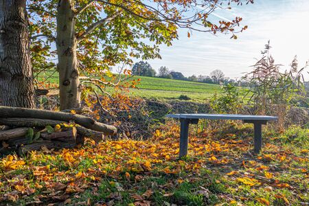 colourful foliage lies at the roadside next to a bench in autumnの写真素材