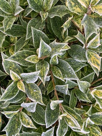 green plants are covered with white frost in the early morningの写真素材