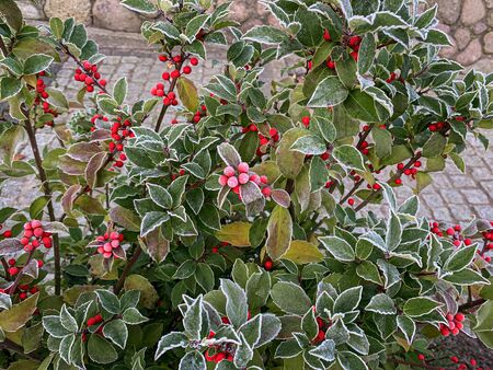 green plants are covered with white frost in the early morningの写真素材