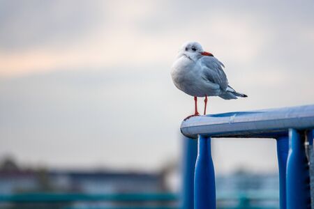a close-up of a seagull standing on a railing in the harbourの写真素材