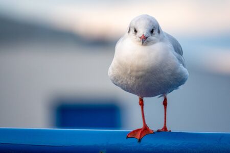 a close-up of a seagull standing on a railing in the harbourの写真素材
