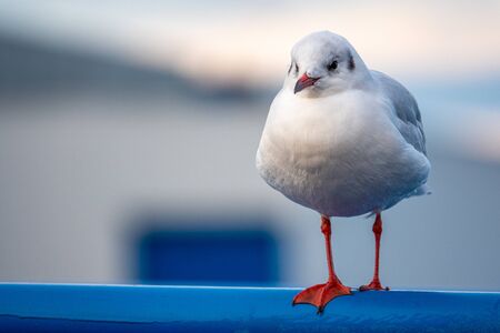 a close-up of a seagull standing on a railing in the harbourの写真素材