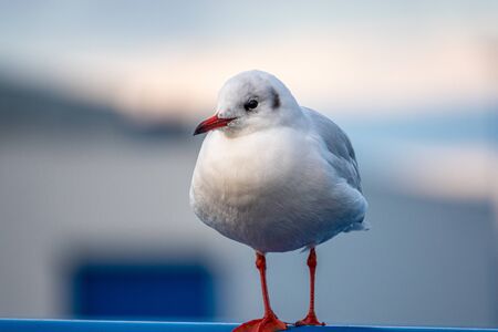 a close-up of a seagull standing on a railing in the harbourの写真素材