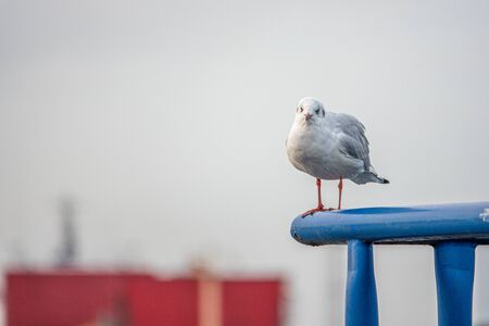 a close-up of a seagull standing on a railing in the harbourの写真素材