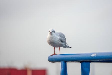 a close-up of a seagull standing on a railing in the harbourの写真素材