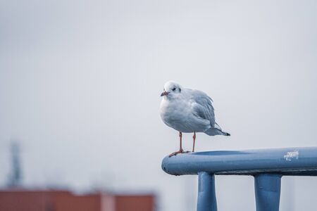 a close-up of a seagull standing on a railing in the harbourの写真素材