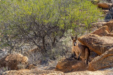in the outback in Australia a kangaroo looks carefully under a rock into the cameraの写真素材