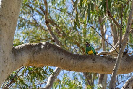 on the branch of a tree sits a green parrotの写真素材