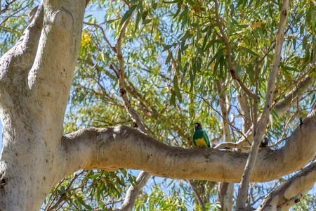 on the branch of a tree sits a green parrotの写真素材