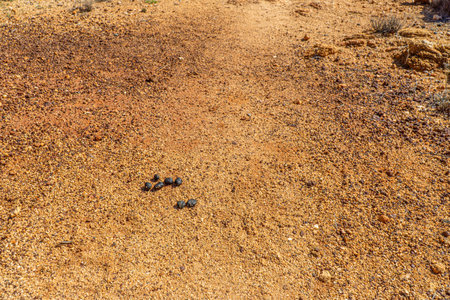 in the australian outback some dry bushes and grasses stand in the desertの写真素材