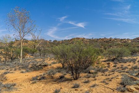 in the australian outback some dry bushes and grasses stand in the desertの写真素材