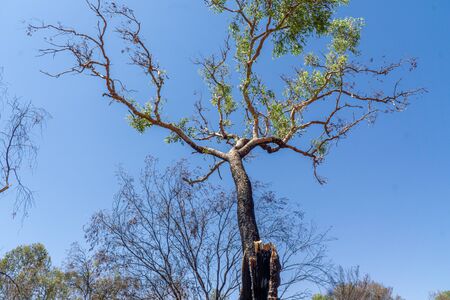 in the Australian outback, a tree has survived a slash-and-burn operation.の写真素材