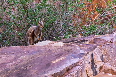 in the Australian outback a kangaroo sits on a rock and looks into the cameraの写真素材