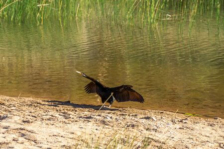 at a waterhole in the Australian outback stands a snake-necked bird with spread wingsの写真素材