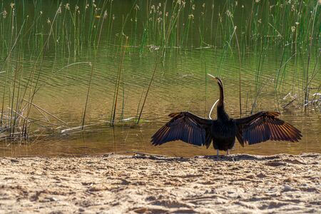at a waterhole in the Australian outback stands a snake-necked bird with spread wingsの写真素材