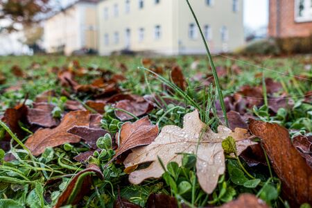 colorful foliage lies on the lawn and on the foliage are many dew dropsの写真素材