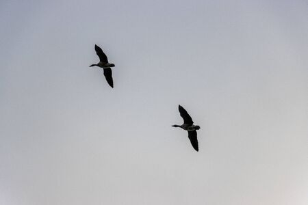 in the sky many wild geese fly in formationの写真素材