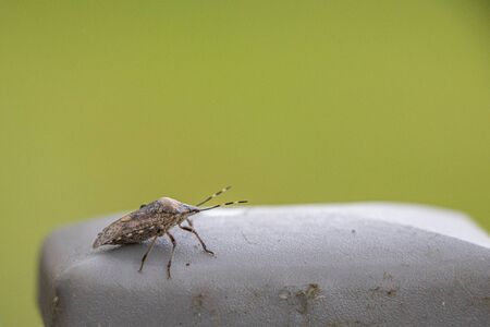 on a fence post sits a little brown bugの写真素材