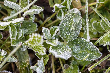 on the ground there is a green clover plant covered with frostの写真素材