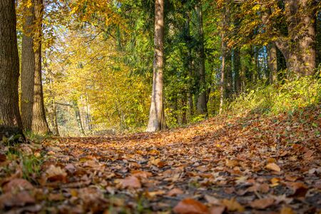 a forest floor covered with colourful leaves in autumn in sunshineの写真素材