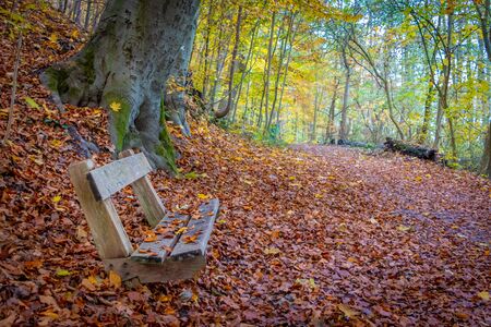 a wooden bench at the roadside at the Ratzeburger See in autumn early in the morningの写真素材