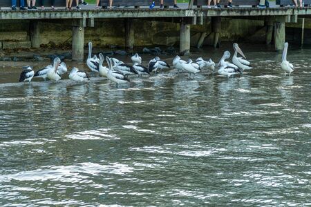 at the city harbour of Cairns a flock of pelicans swims in the water and wants to be fedの写真素材
