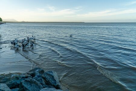 at the city harbour of Cairns a flock of pelicans swims in the water and wants to be fedの写真素材
