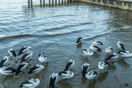 at the city harbour of Cairns a flock of pelicans swims in the water and wants to be fedの写真素材