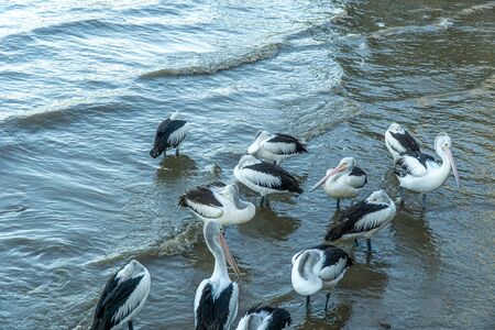 at the city harbour of Cairns a flock of pelicans swims in the water and wants to be fedの写真素材