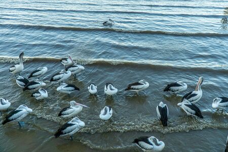 at the city harbour of Cairns a flock of pelicans swims in the water and wants to be fedの写真素材