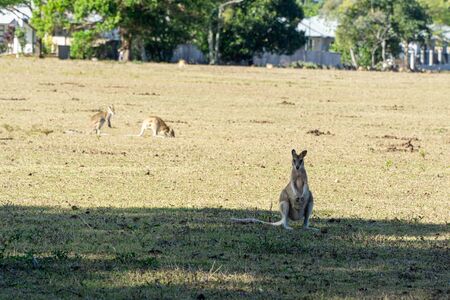 on an Australian farm many Kangarus live fenced in on a meadowの写真素材
