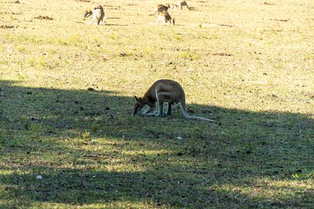 on an Australian farm many Kangarus live fenced in on a meadowの写真素材