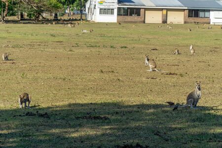 on an Australian farm many Kangarus live fenced in on a meadowの写真素材